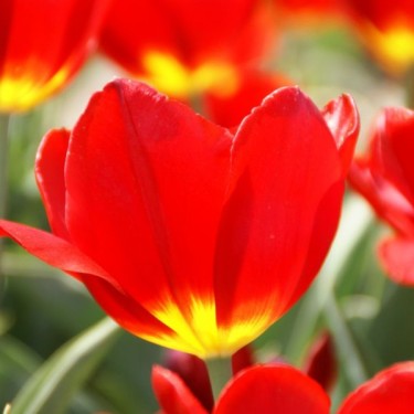 Tulipa 'Verboom'