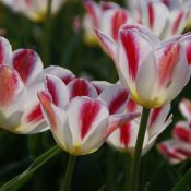 Tulipa 'Wapen van Leiden'