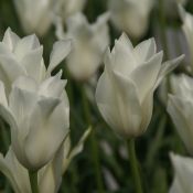 Tulipa alba regalis