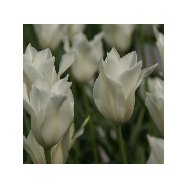 Tulipa alba regalis
