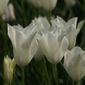 Tulipa alba regalis
