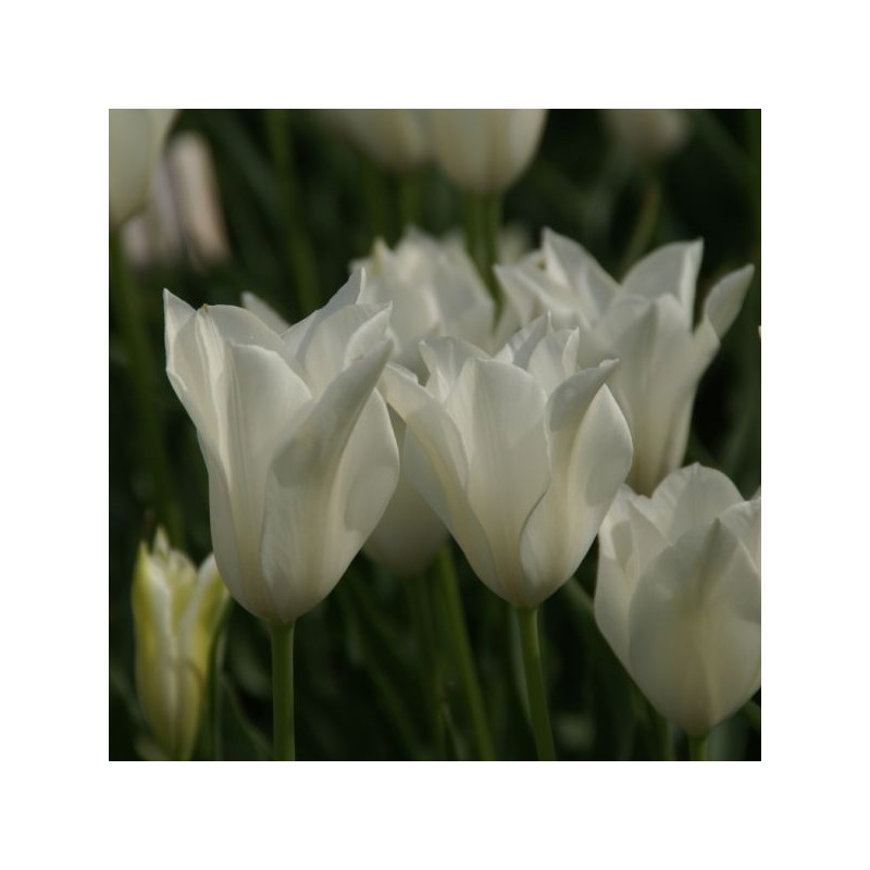 Tulipa alba regalis