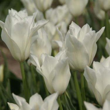 Tulipa alba regalis