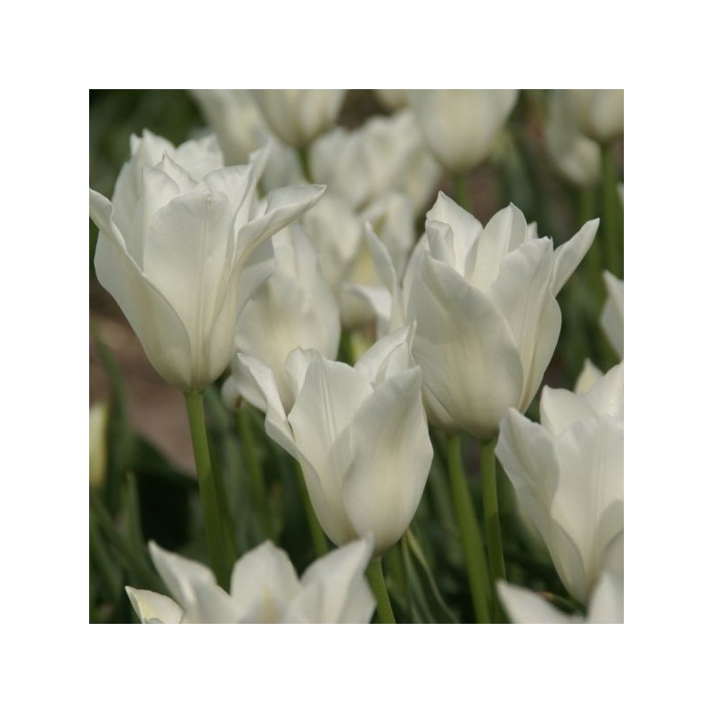 Tulipa alba regalis