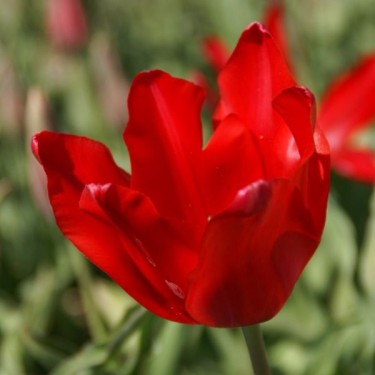 T. gesneriana L. var. spathulata
