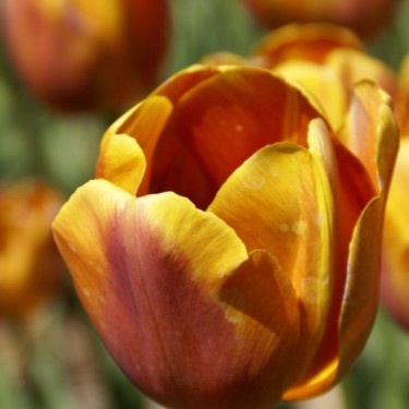 Tulipa 'Koningin Juliana'