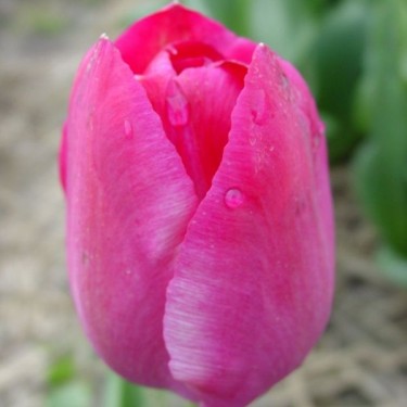 Tulipa 'Roses des Dames'