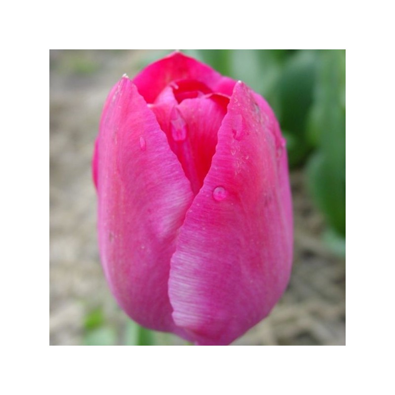 Tulipa 'Roses des Dames'