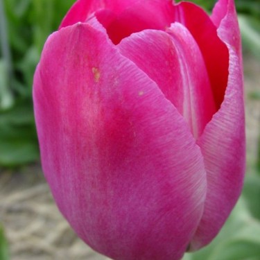 Tulipa 'Roses des Dames'
