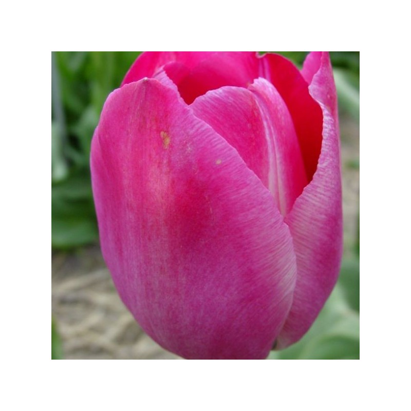 Tulipa 'Roses des Dames'