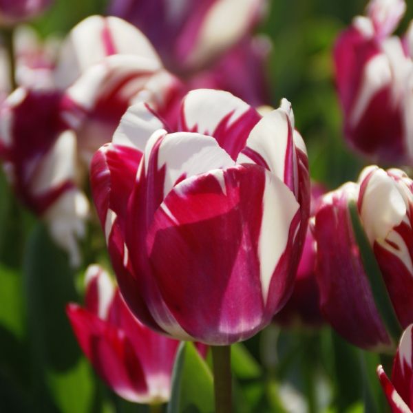 Tulipa 'Striped Sail'