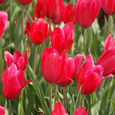Tulipa gesneriana L 'Rosea'