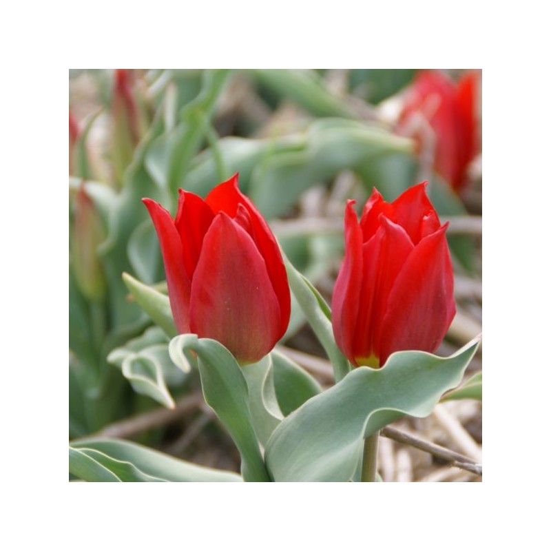 T. 'Duc van Tol Max Cramoisie'