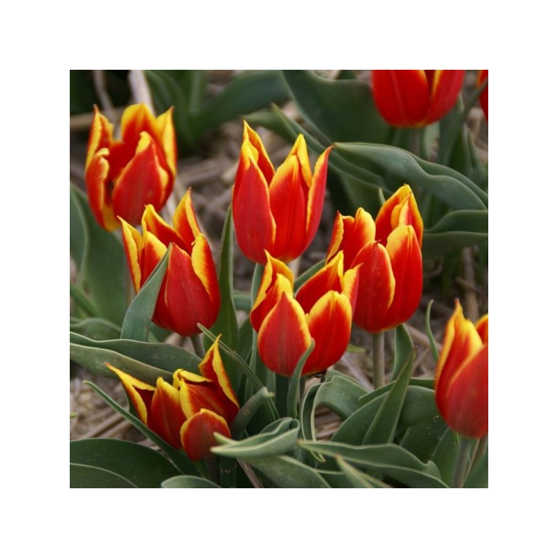 T. 'Duc van Tol Red and Yellow'