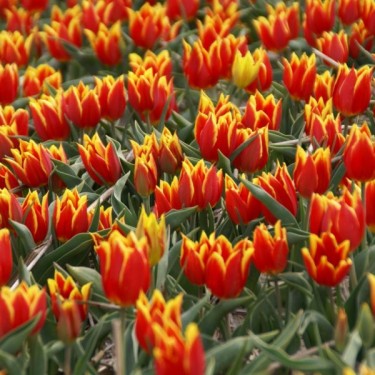 T. 'Duc van Tol Red and Yellow'