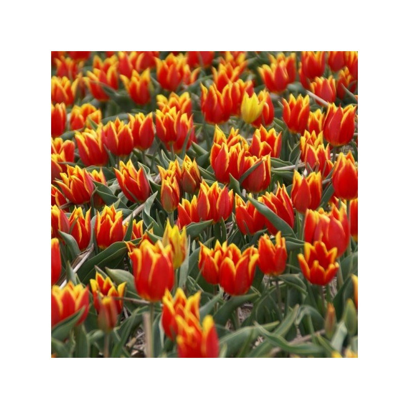 T. 'Duc van Tol Red and Yellow'