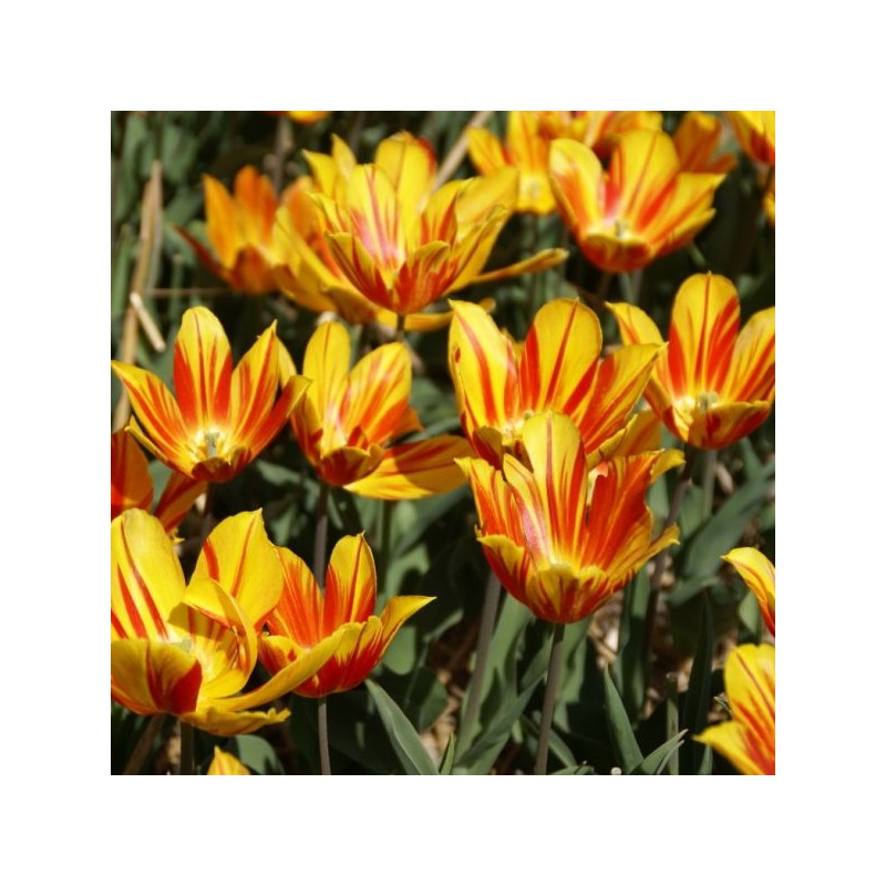 Tulipa 'Duc van Tol Aurora'