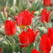 Tulipa 'Duc van Tol Cocchineal'
