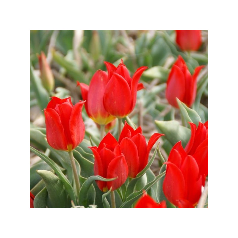 Tulipa 'Duc van Tol Cocchineal'
