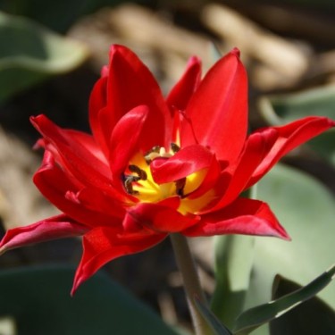 Tulipa 'Duc van Tol Double'