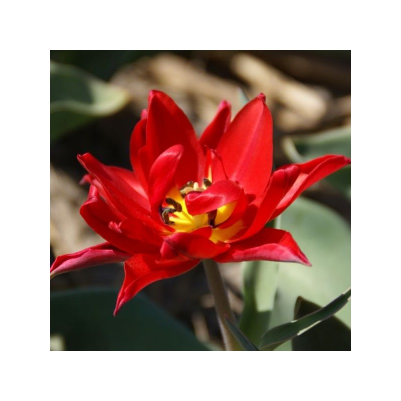 Tulipa 'Duc van Tol Double'