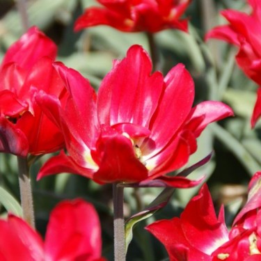 Tulipa 'Duc van Tol Double'