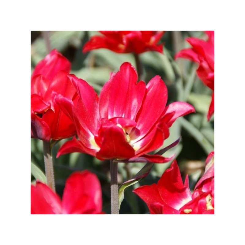Tulipa 'Duc van Tol Double'
