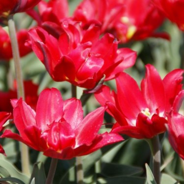 Tulipa 'Duc van Tol Double'