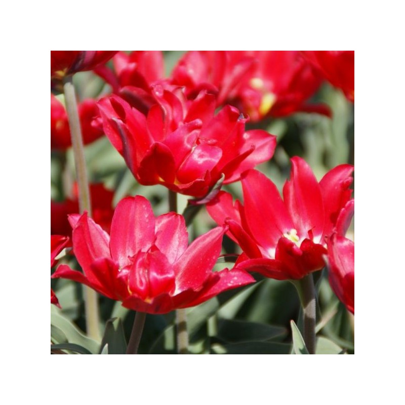 Tulipa 'Duc van Tol Double'