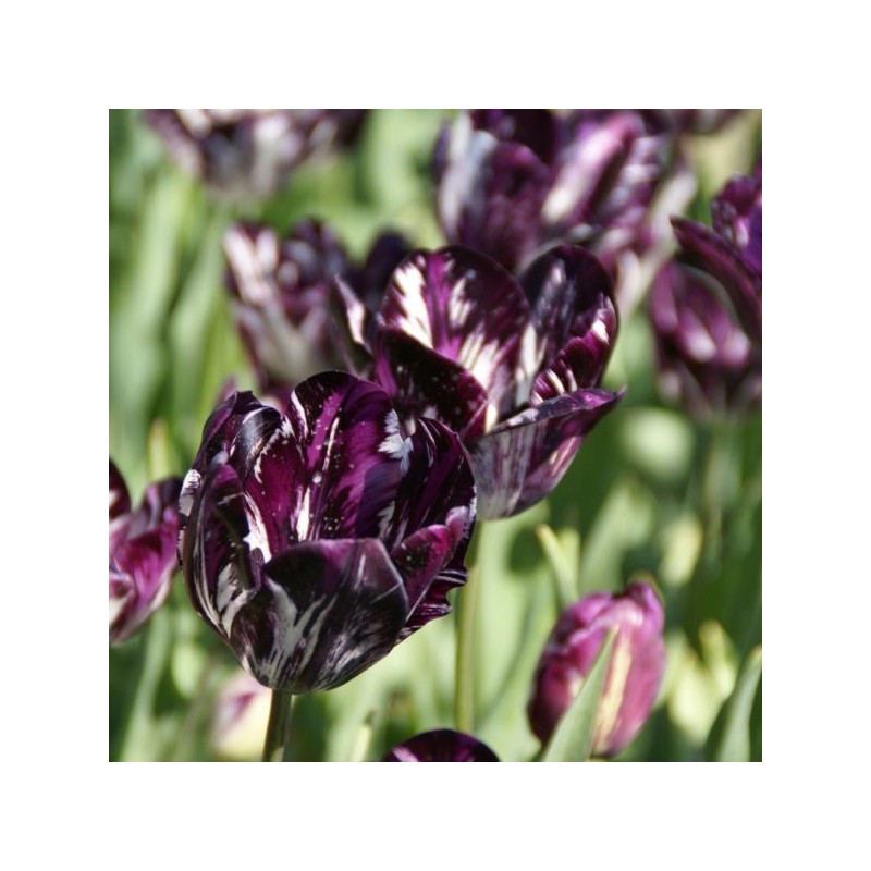 Tulipa 'Black and White'