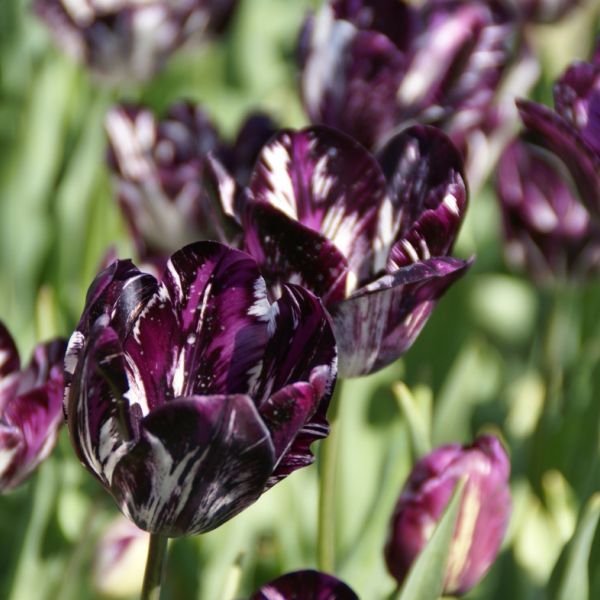 Tulipa 'Black and White'