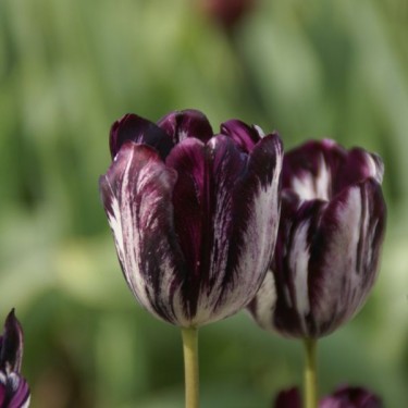 Tulipa 'Black and White'
