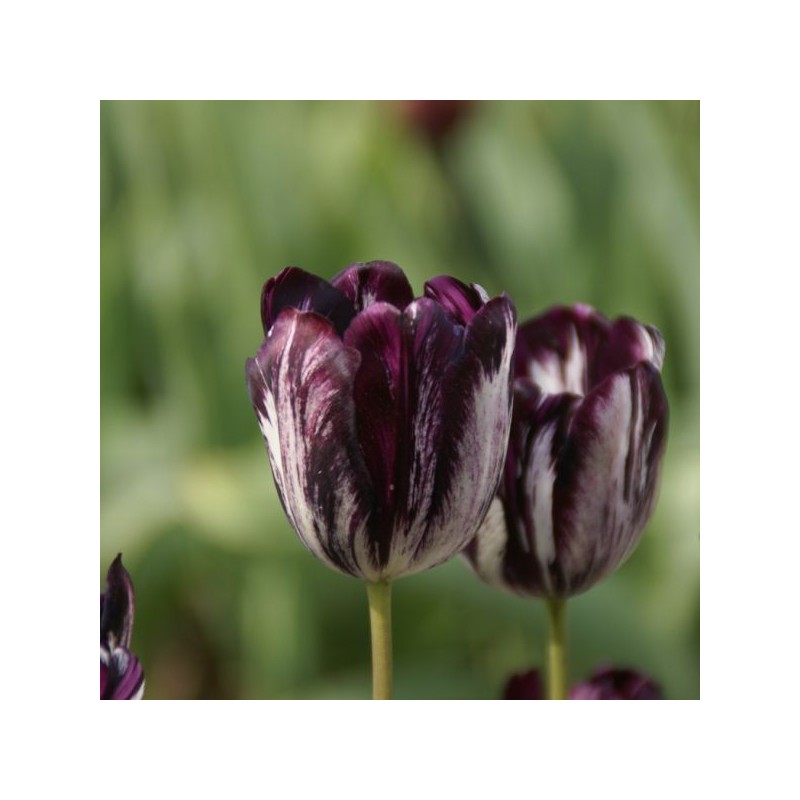 Tulipa 'Black and White'