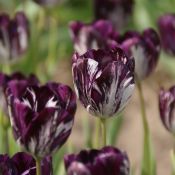 Tulipa 'Black and White'