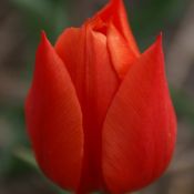 Tulipa 'Duc van Tol Orange'