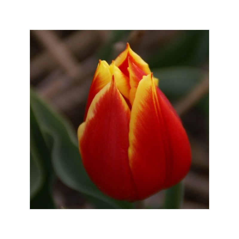 T. 'Duc van Tol Red and Yellow'