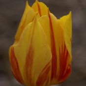 Tulipa 'Duc van Tol Aurora'