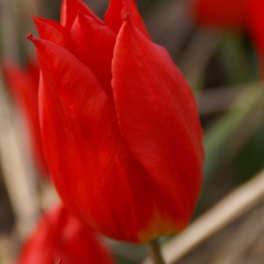 Tulipa 'Duc van Tol Cocchineal'