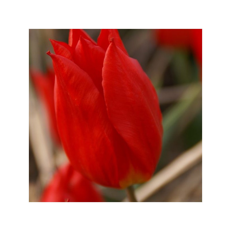 Tulipa 'Duc van Tol Cocchineal'