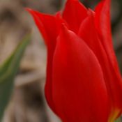 Tulipa 'Duc van Tol Cocchineal'