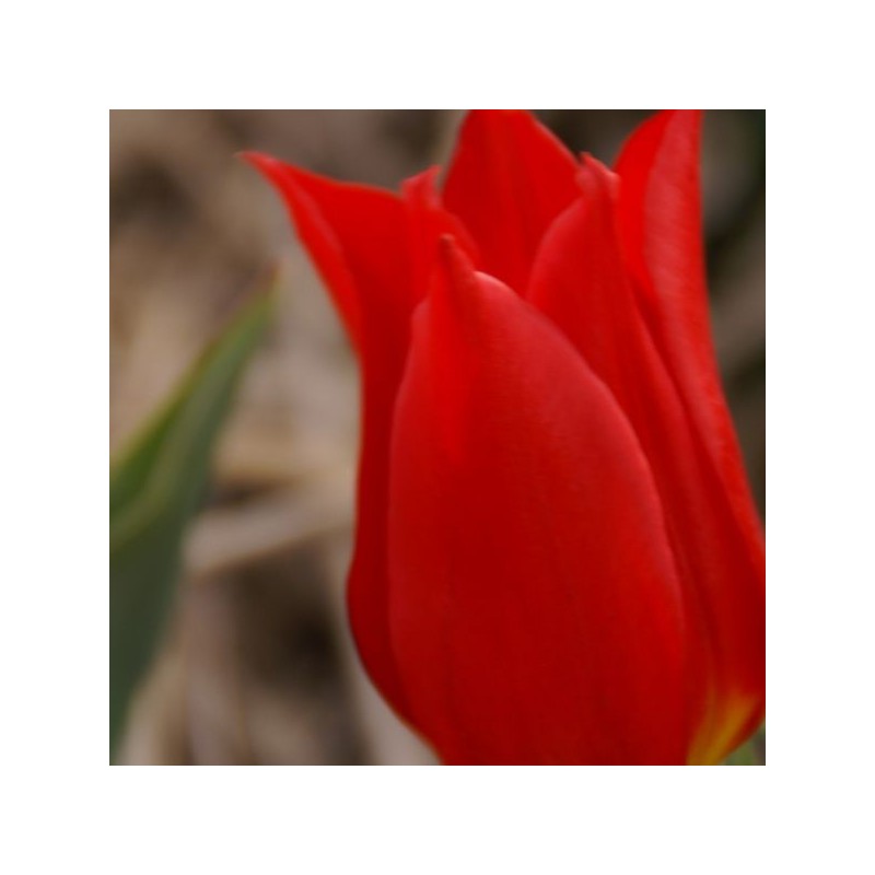 Tulipa 'Duc van Tol Cocchineal'