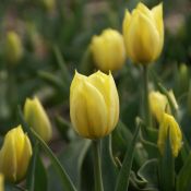 Tulipa 'Duc van Tol Primrose'