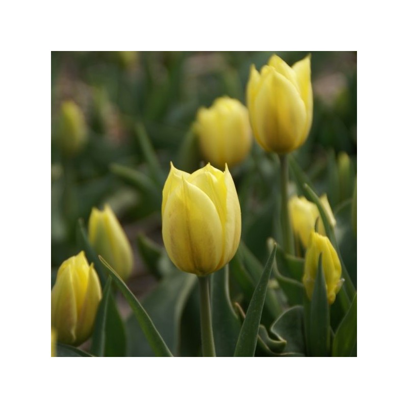 Tulipa 'Duc van Tol Primrose' Tulipa 'Duc van Tol Primrose'