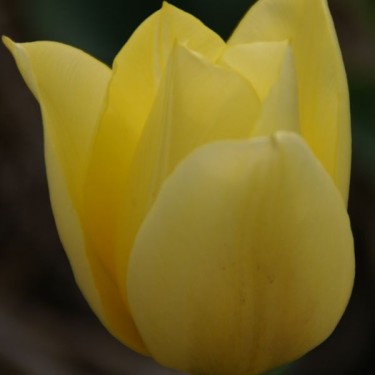 Tulipa 'Duc van Tol Primrose' Tulipa 'Duc van Tol Primrose'