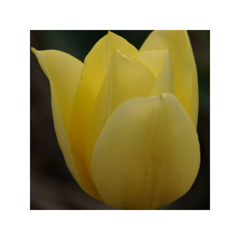 Tulipa 'Duc van Tol Primrose' Tulipa 'Duc van Tol Primrose'
