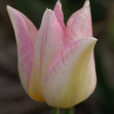 Tulipa 'Duc van Tol Rose'