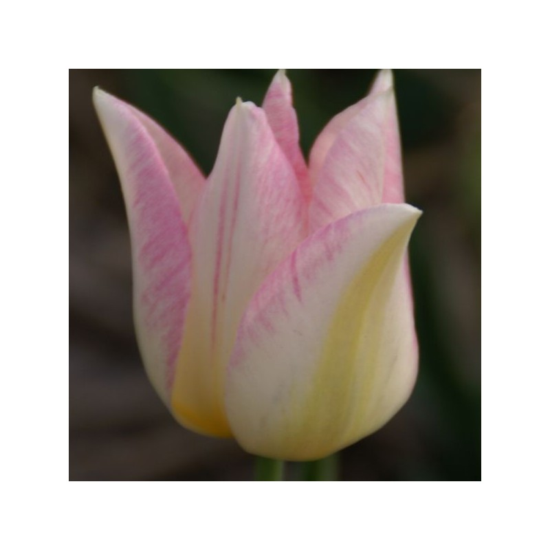 Tulipa 'Duc van Tol Rose'