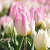 Tulipa 'Duc van Tol Rose'