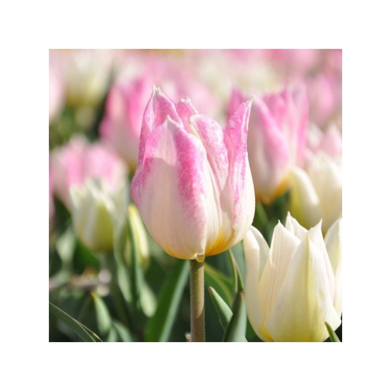 Tulipa 'Duc van Tol Rose'