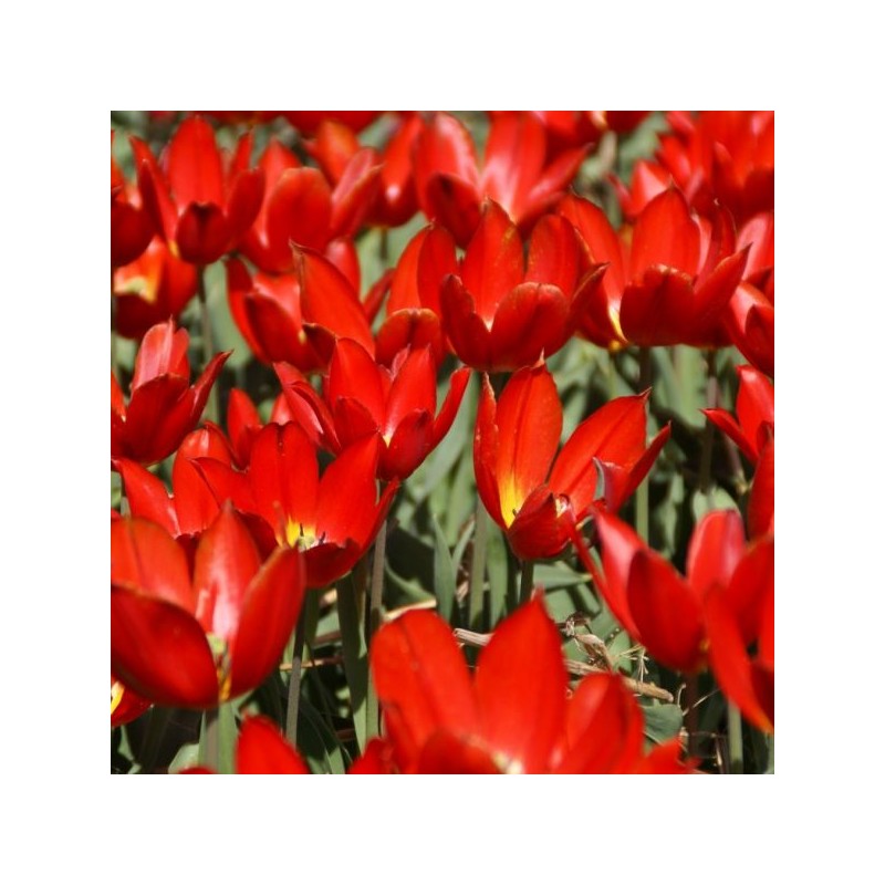 Tulipa 'Duc van Tol Scarlet'